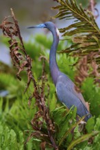 Bird sitting among plants with distinctive blue bill, Tricoloured Heron (Egretta tricolor), spring,