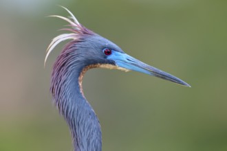 Close-up of a bird with blue feathers on a green background, Tricoloured Heron (Egretta tricolor),