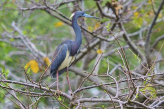 Bird with colourful feathers sitting on a branch in nature, Tricoloured Heron (Egretta tricolor),