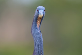 Frontal view of a bird with blue head on blurred background, Tricoloured Heron (Egretta tricolor),