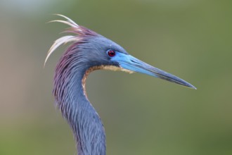 Close-up of a bird with blue feathers and distinctive beak, Tricoloured Heron (Egretta tricolor),