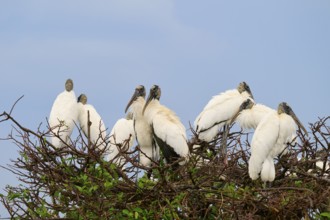 Several storks on a tree sitting close together under a blue sky, wood stork (Mycteria americana),