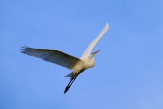 A heron flies majestically through the blue sky with outstretched wings, Great Egret (Egretta