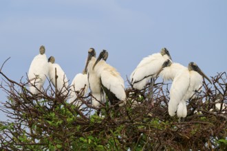 Several storks on a tree sitting close together under a blue sky, wood stork (Mycteria americana),