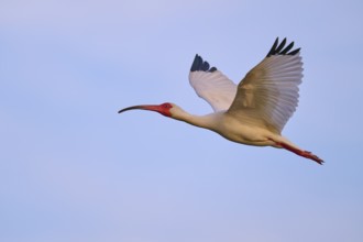 A large bird with outstretched wings gliding through the sky, White Ibis, Snowy Ibis (Eudocimus