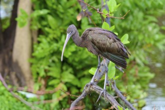 A bird on a branch surrounded by green leaves and water, Wattled Crane (Aramus guarauna),