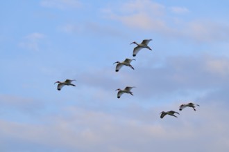 A flock of birds flies high in a slightly cloudy sky, White Ibis, Snowy Ibis (Eudocimus albu),