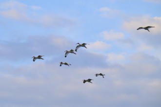 A group of birds flying under a blue, cloudy sky, White Ibis, Snowy Ibis (Eudocimus albu),