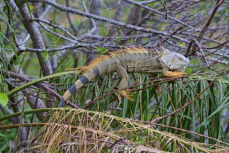 An iguana resting on branches surrounded by lush vegetation in the jungle, Common Green iguana