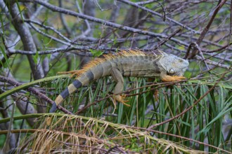 An iguana resting on branches surrounded by lush vegetation in the jungle, Common Green iguana