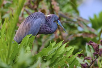 Bird with colourful feathers among dense plants in nature, Tricoloured Heron (Egretta tricolor),