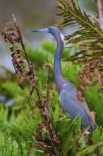 Bird standing among green vegetation with an attentive gaze, Tricoloured Heron (Egretta tricolor),