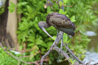 A bird sitting on a branch over water in a natural, green environment, Wattled Crane (Aramus