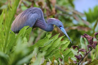 Bird in crouched position between plants, searching for food, Tricoloured Heron (Egretta tricolor),