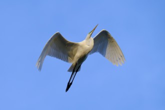 A heron flies majestically through the blue sky with outstretched wings, Great Egret (Egretta