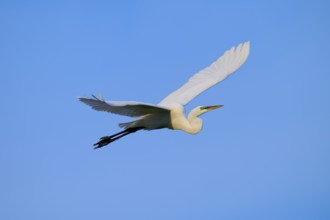 Elegant flight of a white bird in the blue sky, Great Egret (Egretta alba), Orlando Wetlands,