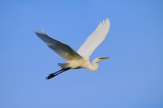 Majestic white bird in flight against blue sky, Great Egret (Egretta alba), Orlando Wetlands,