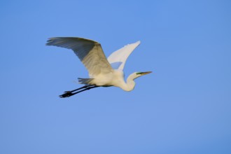 Elegant white bird soaring high in the blue sky, Great Egret (Egretta alba), Orlando Wetlands,