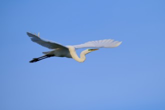 White bird flying free under a blue sky, Great Egret (Egretta alba), Orlando Wetlands, Christmas,