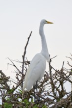 An upright white egret on branches, calm, Great Egret (Egretta alba), Wakodahatchee Wetlands,