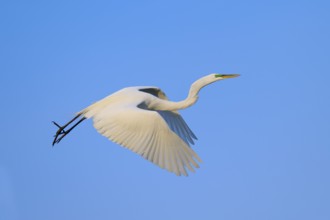 White bird in elegant flight against blue sky, Great Egret (Egretta alba), Orlando Wetlands,