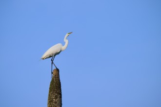 White bird on tree stump in front of blue sky, Great Egret (Egretta alba), Orlando Wetlands,