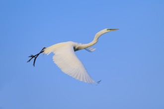 White bird in flight against a clear blue sky, Great Egret (Egretta alba), Orlando Wetlands,