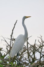 An upright white egret on branches, Great Egret (Egretta alba), Wakodahatchee Wetlands, Delray