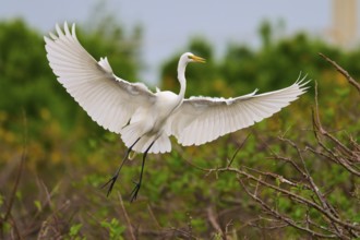 White heron in flight with wings spread over branches, Great Egret (Egretta alba), Wakodahatchee