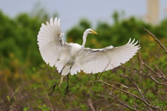 A white egret spreads its wings over a branch in flight, Great Egret (Egretta alba), Wakodahatchee