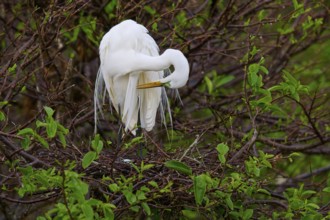 Great White Heron grooming its plumage in a green copse, Great Egret (Egretta alba), Wakodahatchee