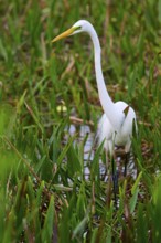 Slender white heron standing in the water between tall grasses, Great Egret (Egretta alba),