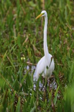 Species-rich habitat with a white egret among aquatic plants, Great Egret (Egretta alba),