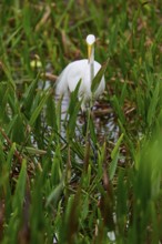 A white egret stands among green grasses in a marshy area, Great Egret (Egretta alba),