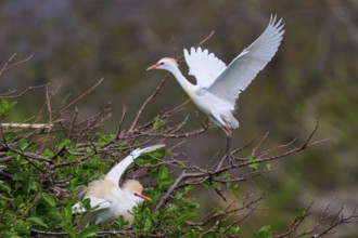 One bird in flight, the other on the branches, lively scene, Cattle Egret (Bubulcus ibis), spring,