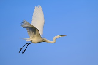 Majestic white bird in flight over blue sky, Great Egret (Egretta alba), Orlando Wetlands,