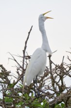 A white egret screams and stands on branches, Great Egret (Egretta alba), Wakodahatchee Wetlands,