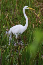 Elegant white heron standing in the water, surrounded by plants, Great Egret (Egretta alba),