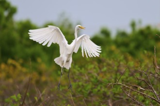 Majestic Great White Heron spreading its wings in flight, Great Egret (Egretta alba), Wakodahatchee