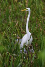 A tall, elegant white egret in a moist, green habitat, Great Egret (Egretta alba), Wakodahatchee