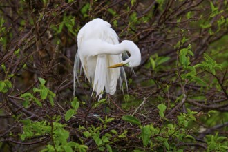 A white egret sits in a tree and grooms its plumage, Great Egret (Egretta alba), Wakodahatchee