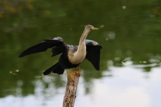 Bird spreading its wings on a tree trunk over calm water, Darter (Anhinga anhinga), spring,