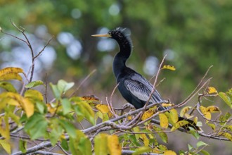Bird sitting on a branch with green-yellow leaves against a blurred forest background, Darter
