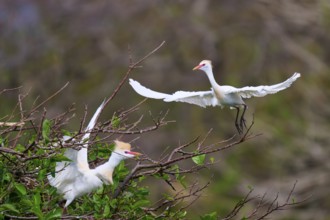 Two white birds on branches, one in flight, spring-like atmosphere, Cattle Egret (Bubulcus ibis),