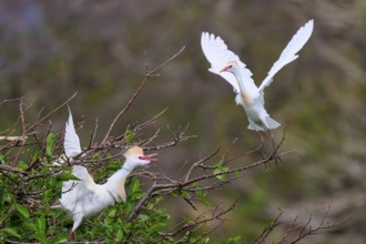 Two white birds on trees, one in the air, vivid scene, Cattle Egret (Bubulcus ibis), spring,