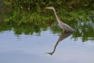 A heron stands in the water surrounded by green vegetation, its reflection clear on the surface,