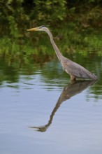 An elegant heron stands in the calm blue water, its reflection clearly visible, Canada Heron (Ardea