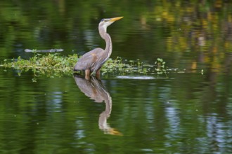 A heron is in the water with green plant surroundings, its reflection is perfectly visible, Canada