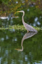 The heron stands calmly in the water, its silhouette perfectly reflected on the water surface,