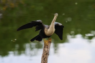 Bird spreading its wings on a tree trunk over calm water, Darter (Anhinga anhinga), spring,